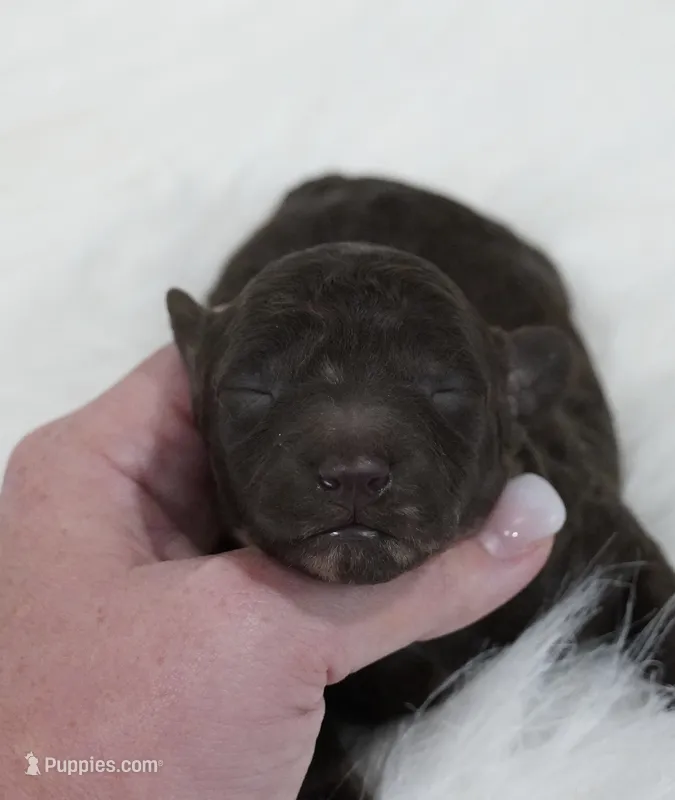Chocolate  – Poodle - Toy  puppy for sale in Checotah, OK