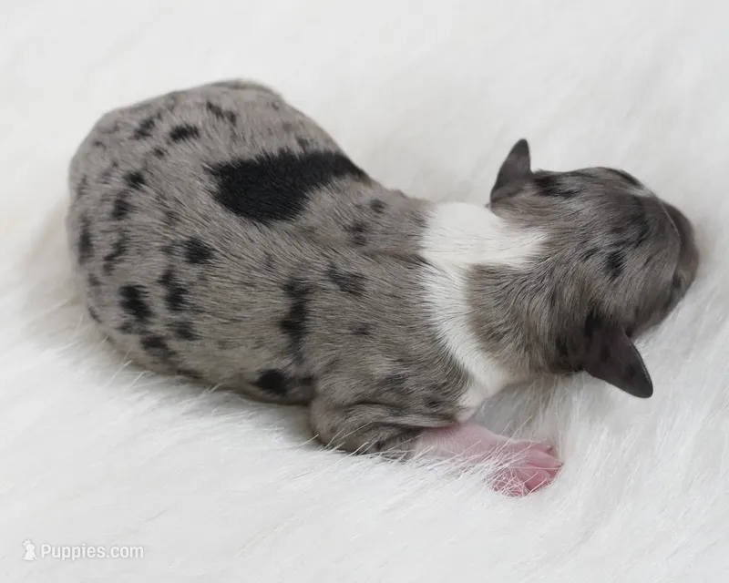 Phantom  – Miniature Aussiedoodle puppy for sale in Checotah, OK