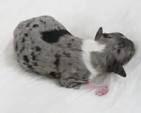 Phantom , a male Miniature Aussiedoodle for sale in Checotah, OK – 1 of 3