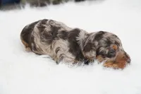 German chocolate , a male Poodle - Miniature  for sale in Checotah, OK – 4 of 6