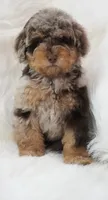 German chocolate , a male Poodle - Miniature  for sale in Checotah, OK – 5 of 10