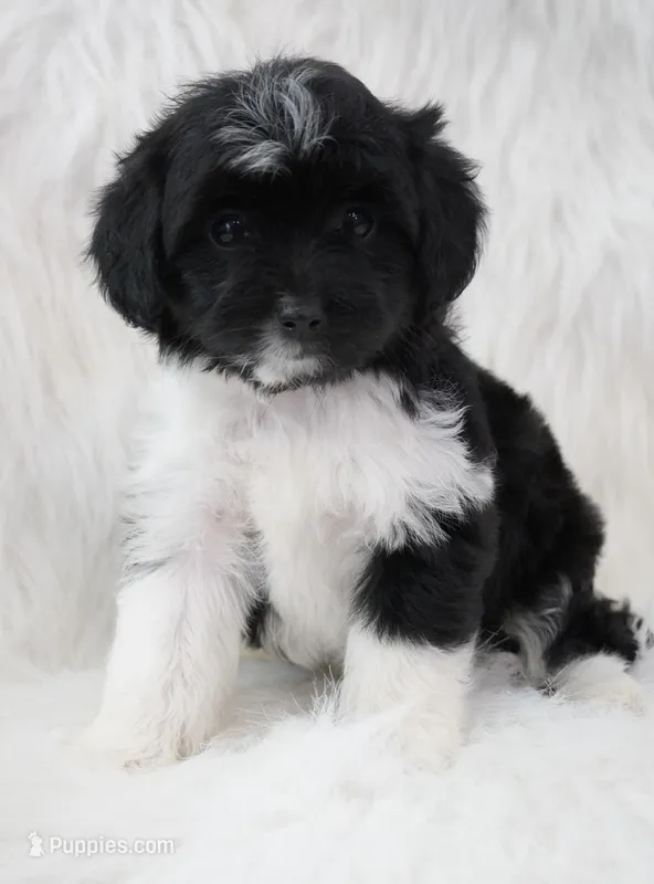 Shadow  – Aussiedoodle puppy for sale in Checotah, OK