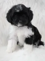 Shadow , a female Aussiedoodle for sale in Checotah, OK – 1 of 7