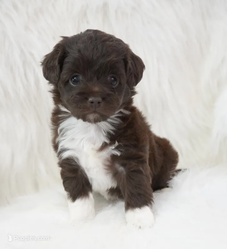 Echo  – Aussiedoodle puppy for sale in Checotah, OK