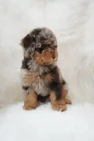 German chocolate , a male Poodle - Miniature  for sale in Checotah, OK – 10 of 10