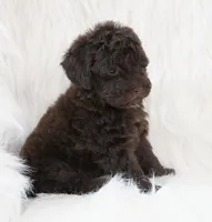 Angel food , a female Poodle - Toy  for sale in Checotah, OK – 2 of 4