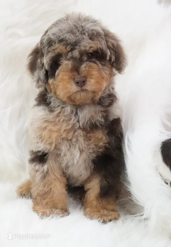 German chocolate  – Poodle - Miniature  puppy for sale in Checotah, OK