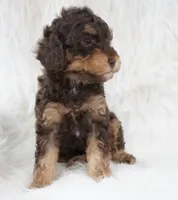 Vanilla , a male Poodle - Miniature  for sale in Checotah, OK – 4 of 5
