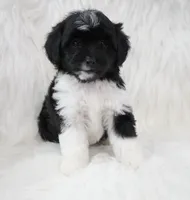 Shadow , a female Aussiedoodle for sale in Checotah, OK – 2 of 7