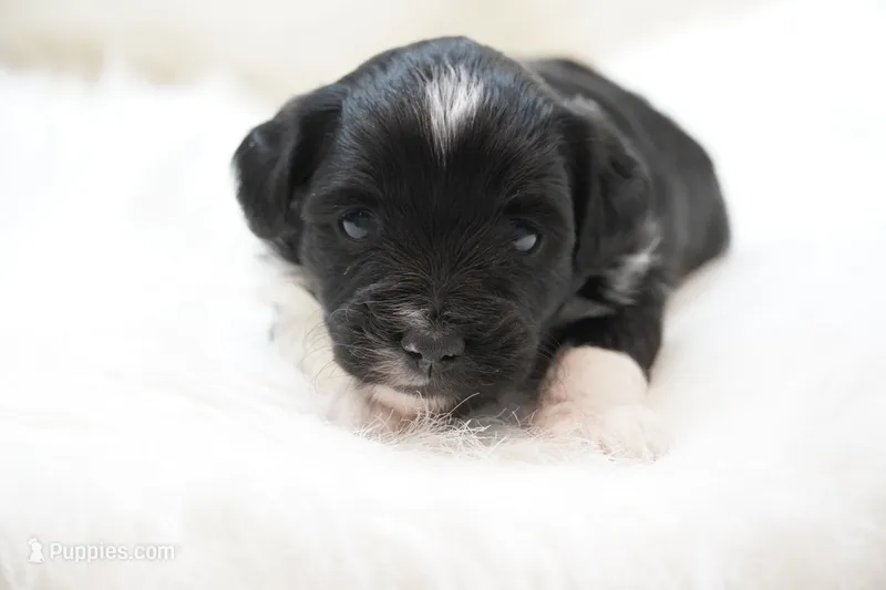 Shadow  – Miniature Aussiedoodle puppy for sale in Checotah, OK