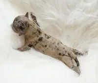 Cookie cake , a male Poodle - Toy  for sale in Checotah, OK – 3 of 6