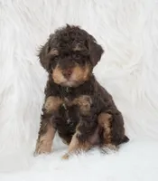 Vanilla , a male Poodle - Miniature  for sale in Checotah, OK – 3 of 5