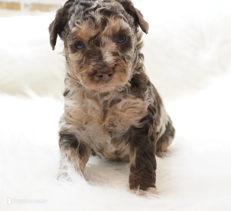 Strawberry  – Poodle - Miniature  puppy for sale in Checotah, OK