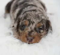 German chocolate , a male Poodle - Miniature  for sale in Checotah, OK – 2 of 6
