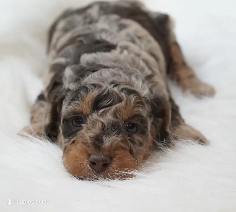 German chocolate  – Poodle - Miniature  puppy for sale in Checotah, OK