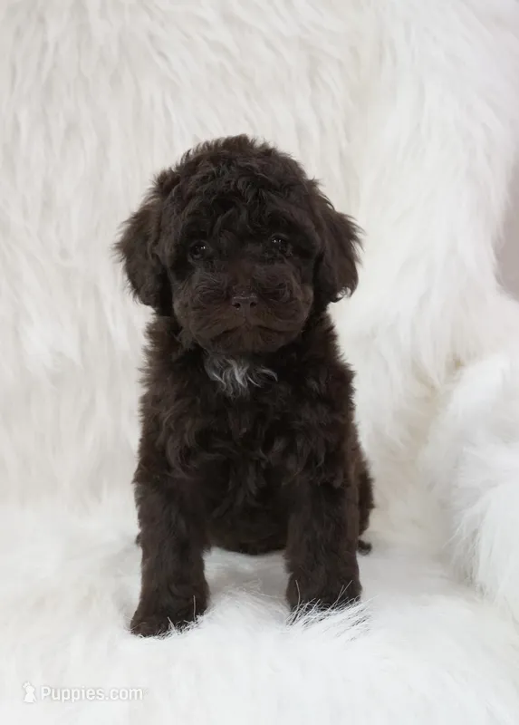 Angel food  – Poodle - Toy  puppy for sale in Checotah, OK