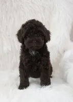Angel food , a female Poodle - Toy  for sale in Checotah, OK – 1 of 4