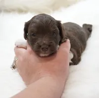 Aura , a female Aussiedoodle for sale in Checotah, OK – 3 of 3