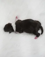 Ember , a female Miniature Aussiedoodle for sale in Checotah, OK – 2 of 2