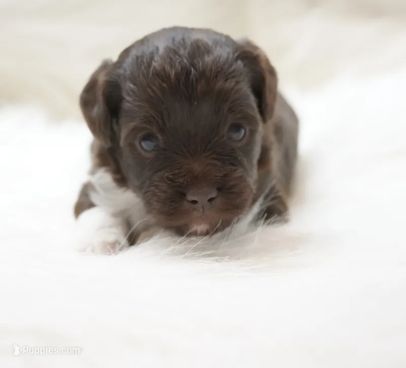 Echo  – Miniature Aussiedoodle puppy for sale in Checotah, OK