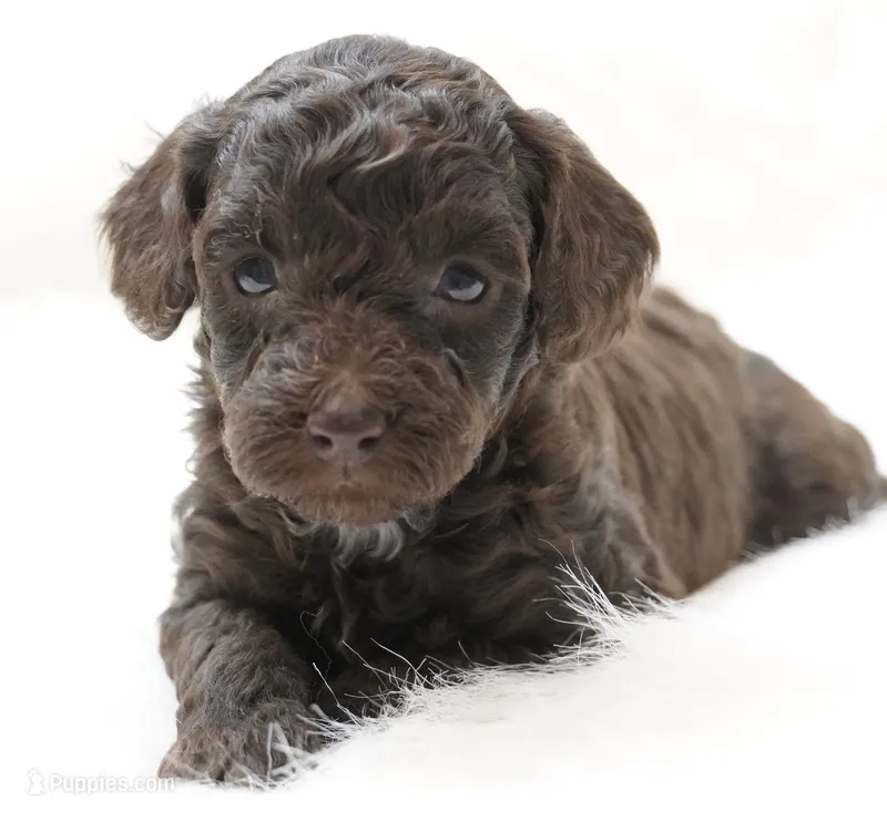 Angel food  – Poodle - Toy  puppy for sale in Checotah, OK