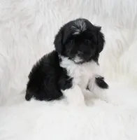Shadow , a female Aussiedoodle for sale in Checotah, OK – 4 of 7