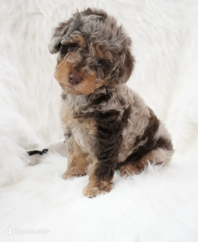 German chocolate  – Poodle - Miniature  puppy for sale in Checotah, OK
