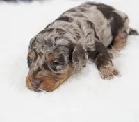 German chocolate , a male Poodle - Miniature  for sale in Checotah, OK – 3 of 6