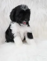 Shadow , a female Aussiedoodle for sale in Checotah, OK – 3 of 7