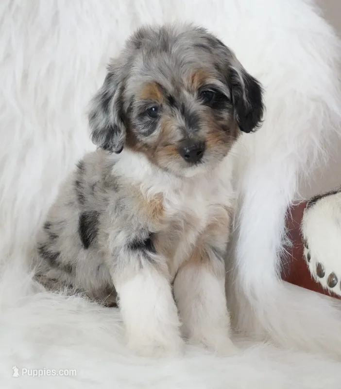Phantom  – Aussiedoodle puppy for sale in Checotah, OK