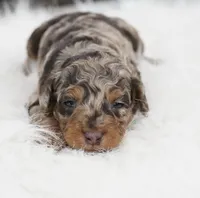 German chocolate , a male Poodle - Miniature  for sale in Checotah, OK – 1 of 6