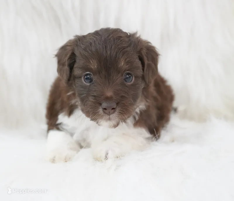 Aura  – Aussiedoodle puppy for sale in Checotah, OK