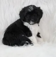 Shadow , a female Aussiedoodle for sale in Checotah, OK – 6 of 7