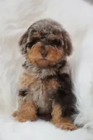 German chocolate , a male Poodle - Miniature  for sale in Checotah, OK – 7 of 10