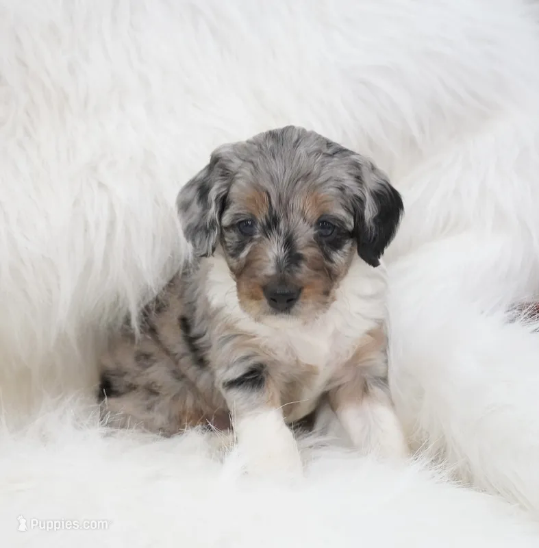 Phantom  – Aussiedoodle puppy for sale in Checotah, OK
