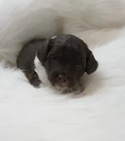 Ember , a female Aussiedoodle for sale in Checotah, OK – 3 of 3
