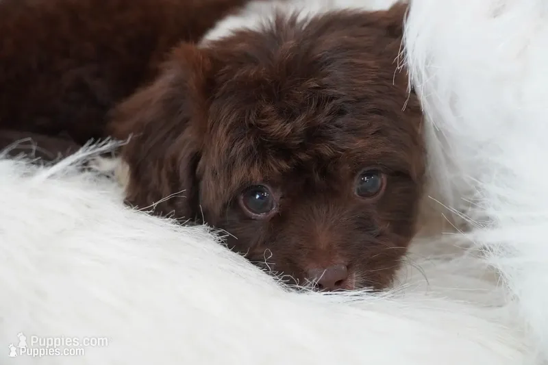 Ember  – Aussiedoodle puppy for sale in Checotah, OK