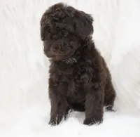 Angel food , a female Poodle - Toy  for sale in Checotah, OK – 4 of 4