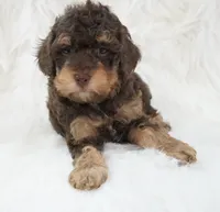 Vanilla , a male Poodle - Miniature  for sale in Checotah, OK – 5 of 5