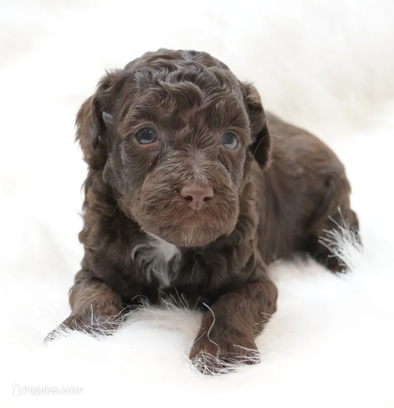 Spice  – Poodle - Miniature  puppy for sale in Checotah, OK