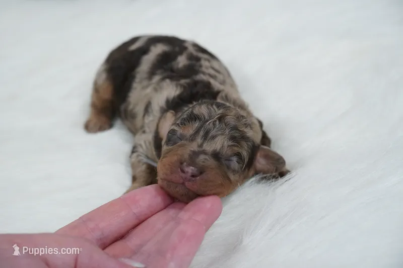 German chocolate  – Poodle - Toy  puppy for sale in Checotah, OK
