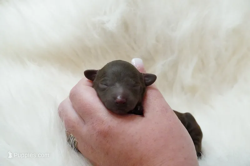 Chocolate  – Poodle - Toy  puppy for sale in Checotah, OK