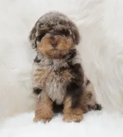 German chocolate , a male Poodle - Miniature  for sale in Checotah, OK – 2 of 10