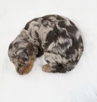 German chocolate , a male Poodle - Miniature  for sale in Checotah, OK – 5 of 6