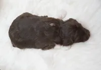 Aura , a female Aussiedoodle for sale in Checotah, OK – 2 of 3