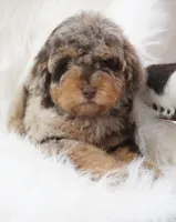 German chocolate , a male Poodle - Miniature  for sale in Checotah, OK – 9 of 10