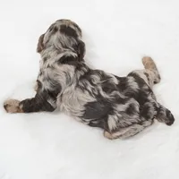 German chocolate , a male Poodle - Miniature  for sale in Checotah, OK – 6 of 6
