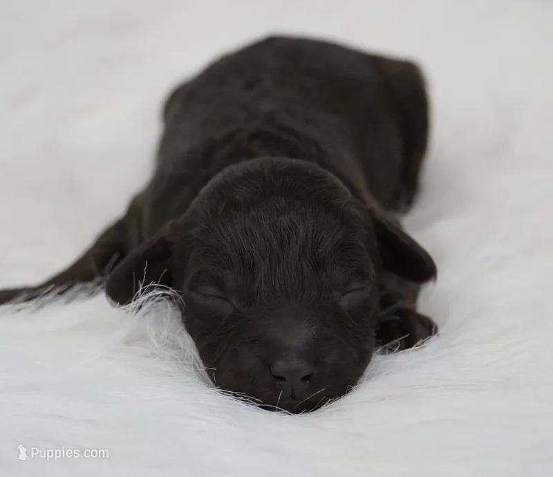 Angel food  – Poodle - Toy  puppy for sale in Checotah, OK