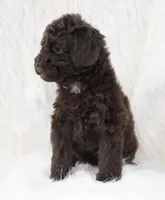 Angel food , a female Poodle - Toy  for sale in Checotah, OK – 3 of 4