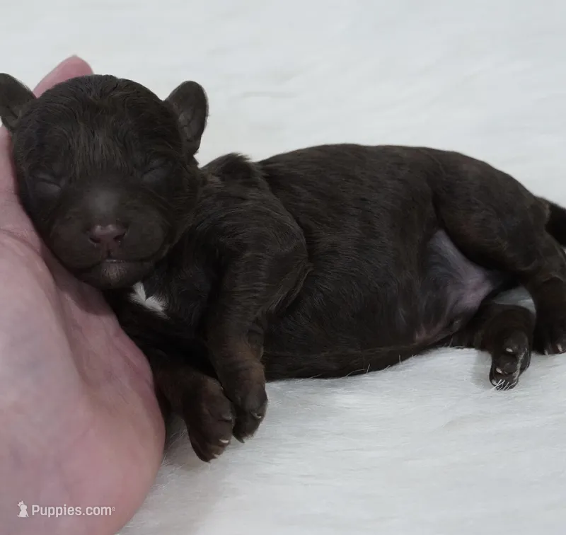 Spice  – Poodle - Toy  puppy for sale in Checotah, OK